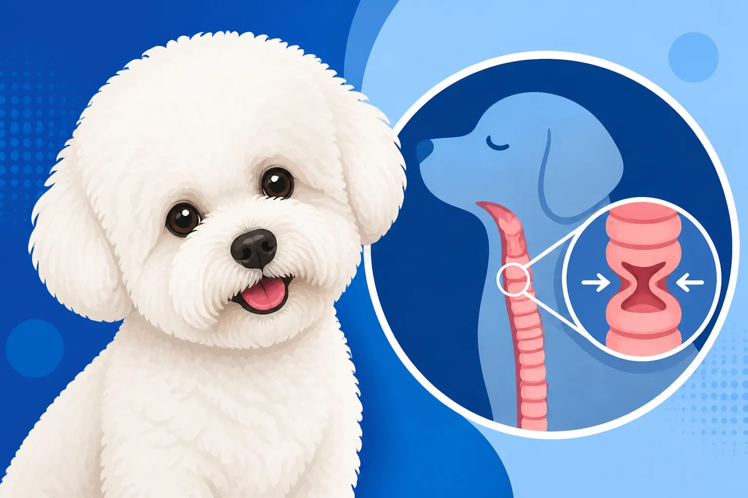 Whether a Bichon Frise Gets a Collapsing Trachea