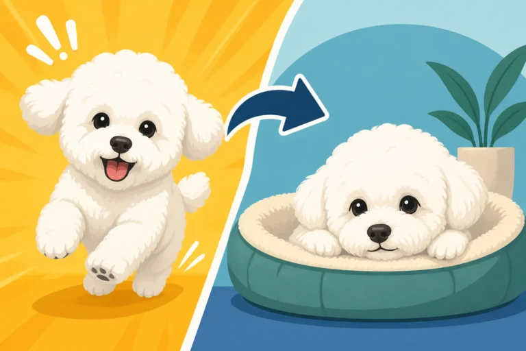 The Age a Bichon Frise Finally Calms Down