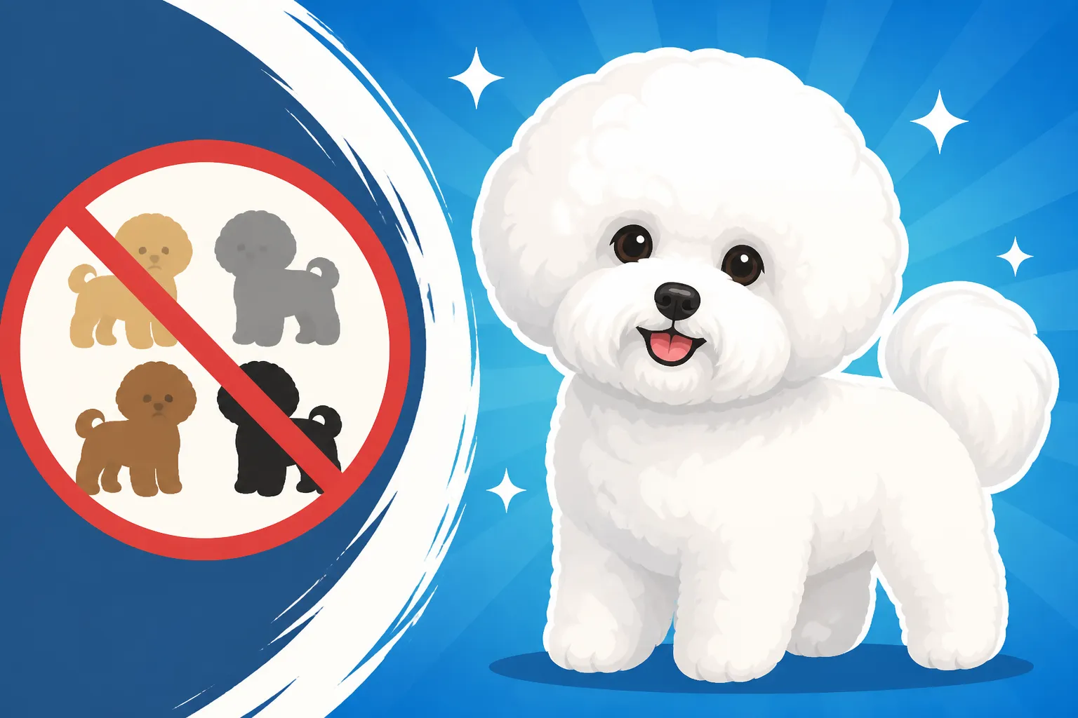 Why a Bichon Frise Is Only Ever White
